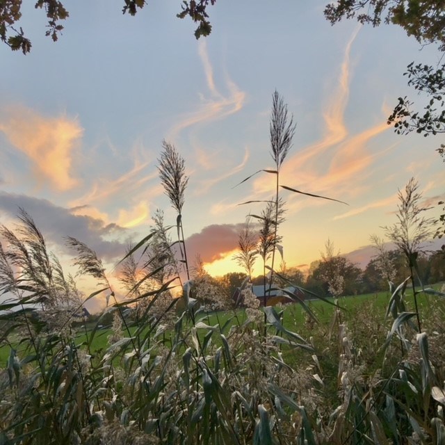 Sommarbild